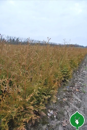 Hæk Thuja 3 Hæk Thuja