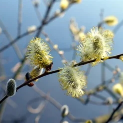 Hængepil Opstammet 60 Cm