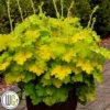 Alunrod `Lemon Love` 2 Alunrod `Lemon Love` -Smuk Haven Salgsbutik Heuchera Lemon Love gxplant 335x335