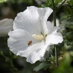 Syrisk Rose "Eleanor"