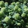 Hortensia `Lime Rickey` -Smuk Haven Salgsbutik Hortensia20mors20dag