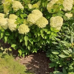 Syrenhortensia 'LIMELIGHT'®