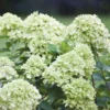 Syrenhortensia 'LITTLE LIME'® JANE 1 Syrenhortensia 'LITTLE LIME'® JANE -Smuk Haven Salgsbutik Hyd20little20lime