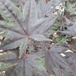 Japansk Ahorn (Bloodgood)