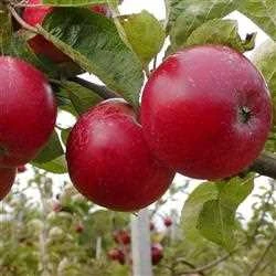 Æbletræ 'Josefine Kallehave'® 3 Æbletræ 'Josefine Kallehave'®