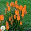 KNIPHOFIA 'ORANGE BLAZE'®' -Smuk Haven Salgsbutik Kniphofia20Orange20Blaze