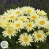 LEUCANTHEMUM 'BANANA CREAM'®' 2 LEUCANTHEMUM 'BANANA CREAM'®' -Smuk Haven Salgsbutik Leucanthemum20BananaCream
