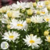 LEUCANTHEMUM 'SPOONFUL OF SUGAR'®' 2 LEUCANTHEMUM 'SPOONFUL OF SUGAR'®' -Smuk Haven Salgsbutik Leucanthemum20Spoonful20of20Sugar
