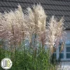 Elefantgræs `Encore`® -Smuk Haven Salgsbutik Miscanthus Encore