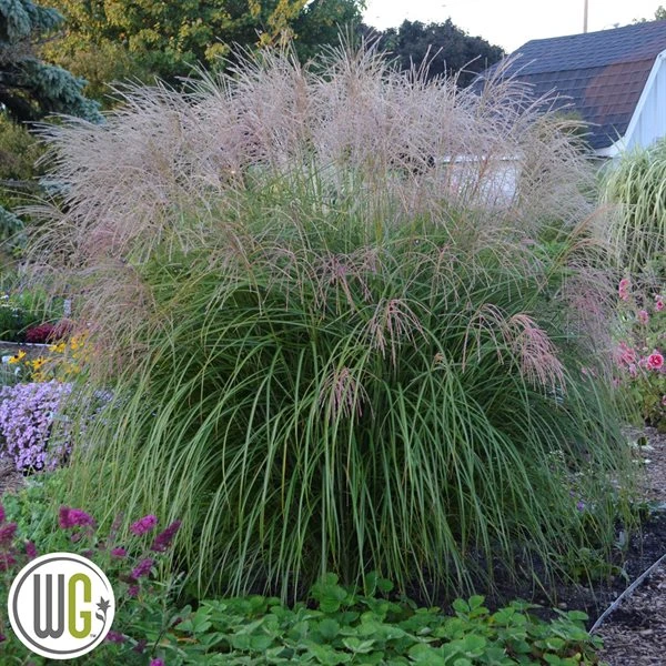 MISCANTHUS 'AUTUMN ANTHEM'®' 3 MISCANTHUS 'AUTUMN ANTHEM'®'