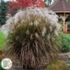 Elefantgræs `Oktoberfest`® -Smuk Haven Salgsbutik Miscanthus20Oktoberfest