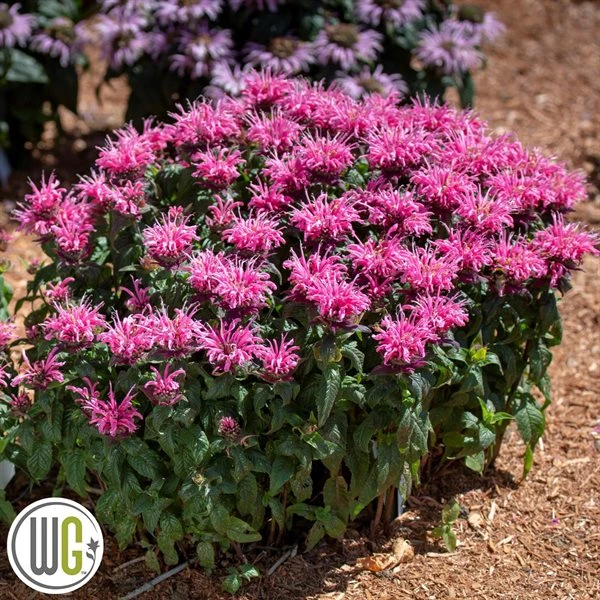 MONARDA 'BUBBLEGUM BLAST'®' 3 MONARDA 'BUBBLEGUM BLAST'®'