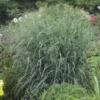 PANICUM 'BLUE FOUNTAIN' (R)' -Smuk Haven Salgsbutik PANICUM20BLUE20FOUNTAIN