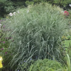 PANICUM 'BLUE FOUNTAIN' (R)'