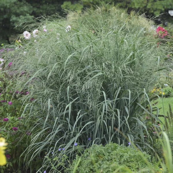 PANICUM 'BLUE FOUNTAIN' (R)' 3 PANICUM 'BLUE FOUNTAIN' (R)'