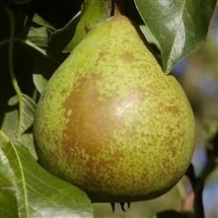 Pære 'Herrepære'
