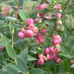 Blåbær 'Pink Lemonade'