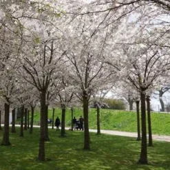 Yoshino-Kirsebær SHOK 10-12