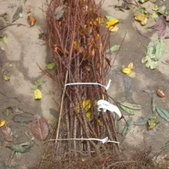 Tørst - Rhamnus Frangula