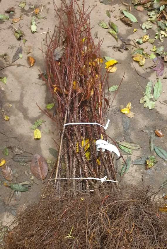 Tørst - Rhamnus Frangula 3 Tørst - Rhamnus Frangula