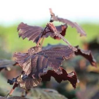 Hassel 'Rød Zellernød' 3 Hassel 'Rød Zellernød'