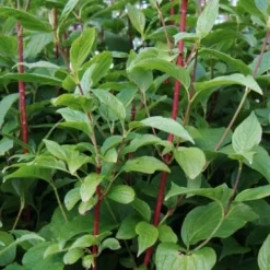 Rød Kornel 50-80 Cm