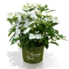 Hortensia Runaway Bride ® 1 Hortensia Runaway Bride ® -Smuk Haven Salgsbutik Runaway Bride hortensia