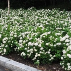 Birkebladet Spiraea 20-40 Cm