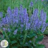 Salvia `AZURE SNOW` -Smuk Haven Salgsbutik Salvia Azure Snow