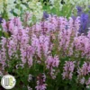 SALVIA 'BALLERINA PINK'®'
