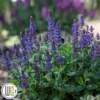 SALVIA 'BUMBLEBLUE'®' -Smuk Haven Salgsbutik Salvia20Bumbleblue
