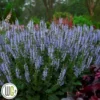 SALVIA `Crystal Blue` -Smuk Haven Salgsbutik Salvia20Crystal20Blue