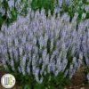 SALVIA 'PERFECT PROFUSION'®' -Smuk Haven Salgsbutik Salvia20Perfect20Profusion