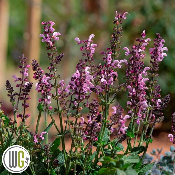SALVIA 'PINK DAWN'®' 3 SALVIA 'PINK DAWN'®'