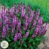 SALVIA 'PINK PROFUSION'®' 1 SALVIA 'PINK PROFUSION'®' -Smuk Haven Salgsbutik Salvia20Pink20Profusion