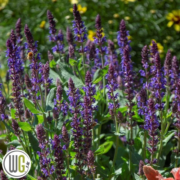 SALVIA 'VIOLET RIOT'®' 3 SALVIA 'VIOLET RIOT'®'