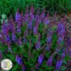 SALVIA 'VIOLET PROFUSION'®' 2 SALVIA 'VIOLET PROFUSION'®' -Smuk Haven Salgsbutik Salvia20Violet20profusion