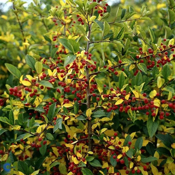 Sargentsæble 3 Sargentsæble