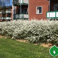 Snedrivebusk `Grefsheim`