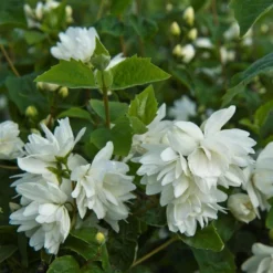 Pibeved / Uægte Jasmin 'Schneesturm'