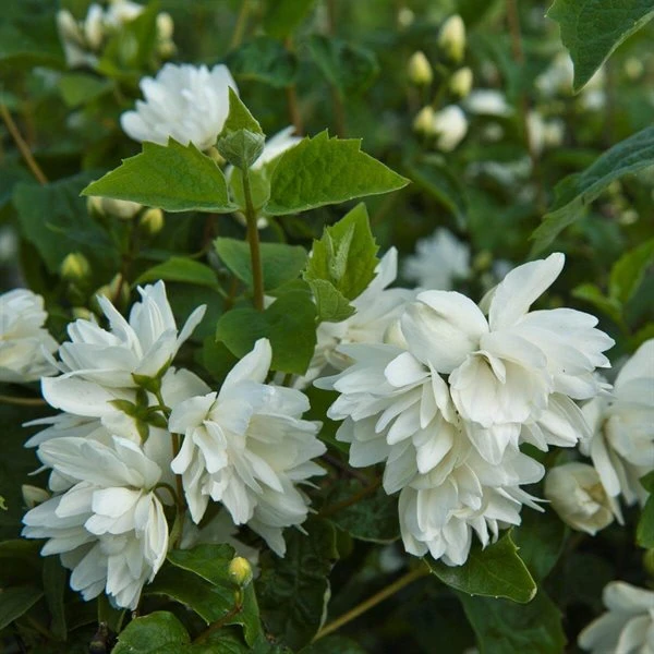 Pibeved / Uægte Jasmin 'Schneesturm' 3 Pibeved / Uægte Jasmin 'Schneesturm'