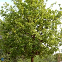 Stilk Eg - Quercus Robur SHOK 25-30 Ompl