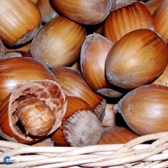 Hassel 'Halleske Kæmpe' 3 Hassel 'Halleske Kæmpe'