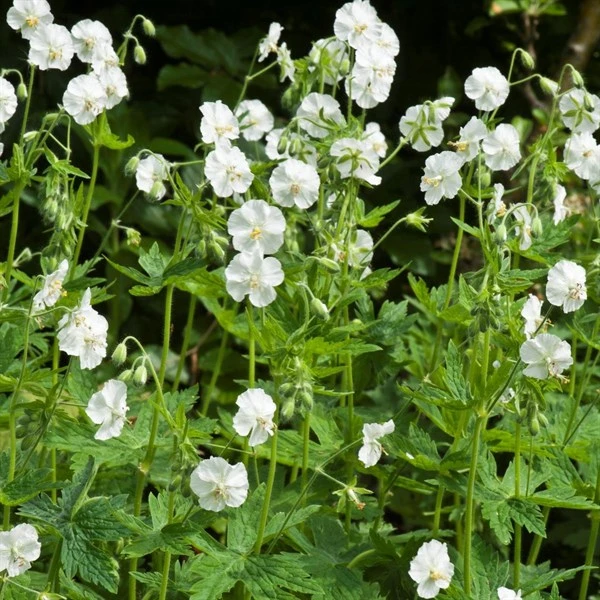 Bølgekronet Storkenæb 'Album' 3 Bølgekronet Storkenæb 'Album'