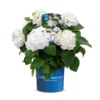 Hortensia `The Bride` -Smuk Haven Salgsbutik The20Bride20endless20summer