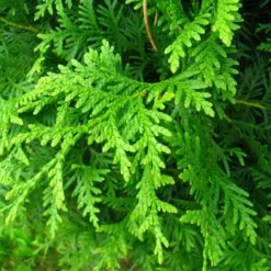 Livstræ (Thuja "Brabant") 80-100 Cm