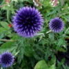 Tidselkugle "Echinops Ritro" -Smuk Haven Salgsbutik Tidselkugle20Echinops20ritro