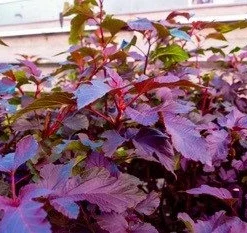 Amerikansk Blærespiræa 'Tiny Wine'® PW