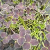 Trifolium 'DARK DEBBIE' -Smuk Haven Salgsbutik Trifolium20dd