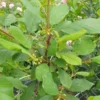 Tørst Rhamnus Frangula 2 Tørst Rhamnus Frangula -Smuk Haven Salgsbutik Troest